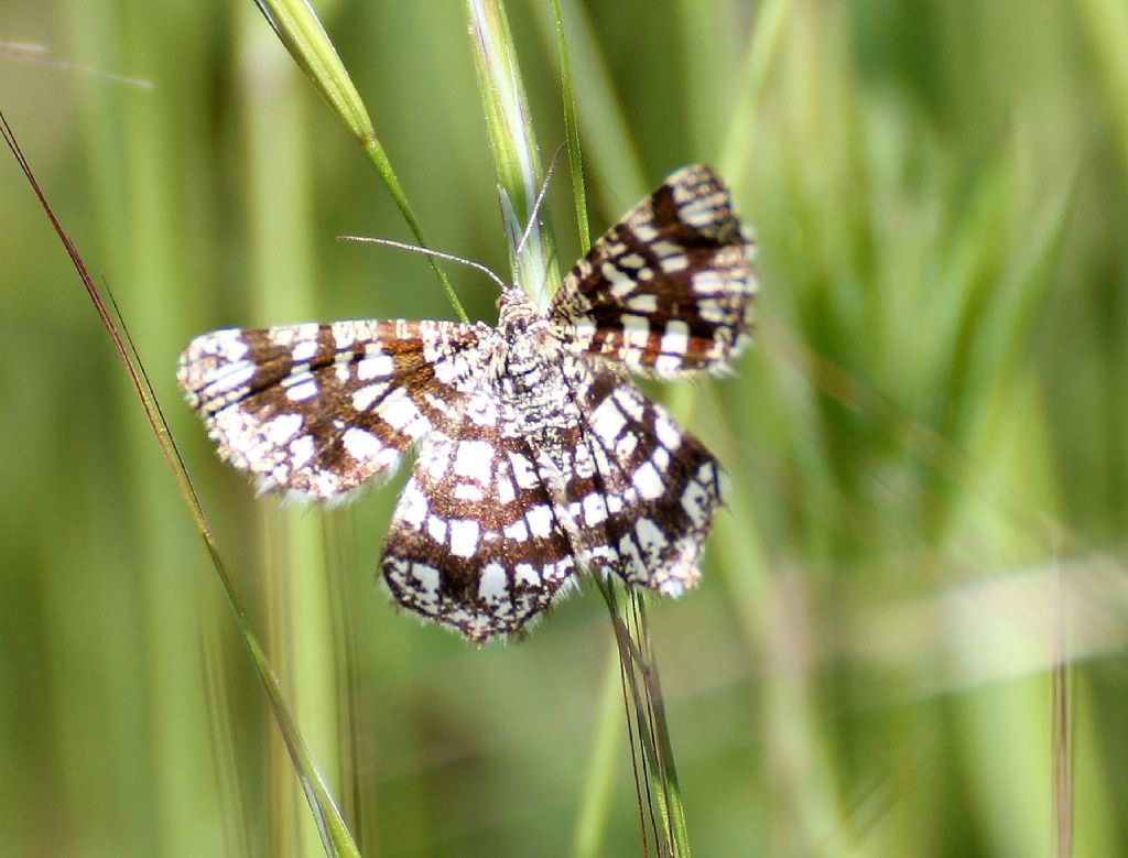 Farfalla....? Chiasmia clathrata, Geometridae